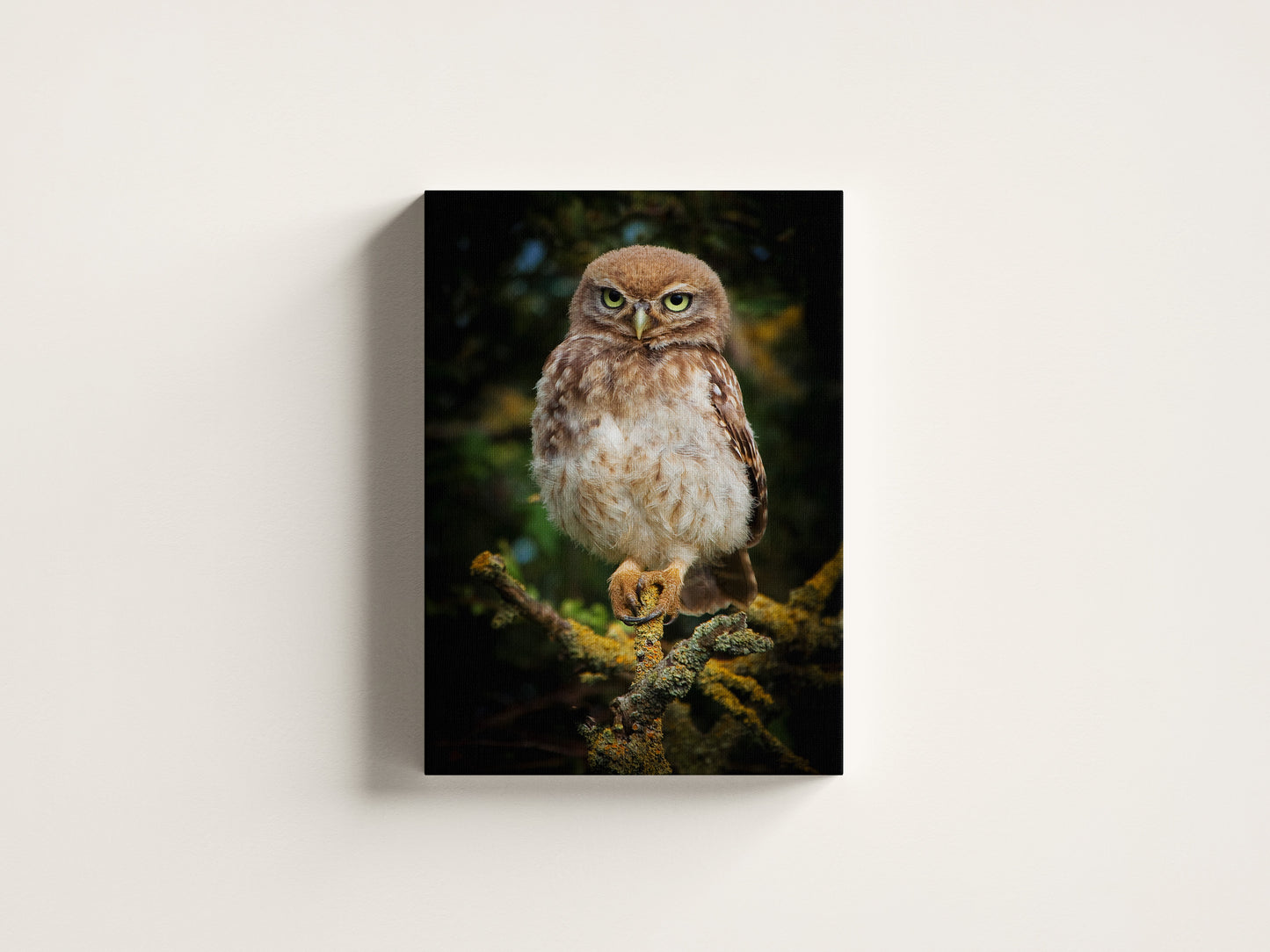 Little Owl