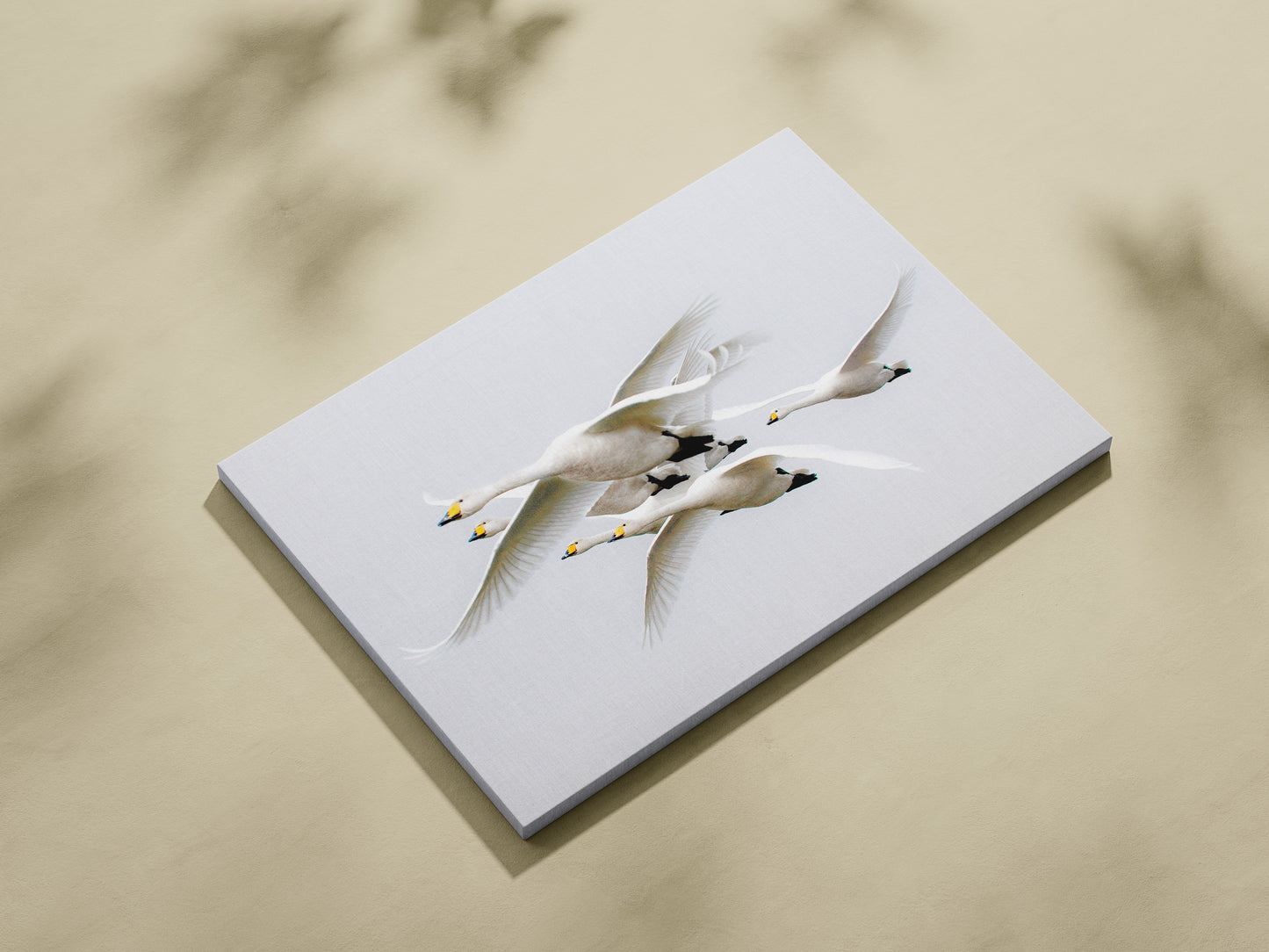 Flight of The Whoopers