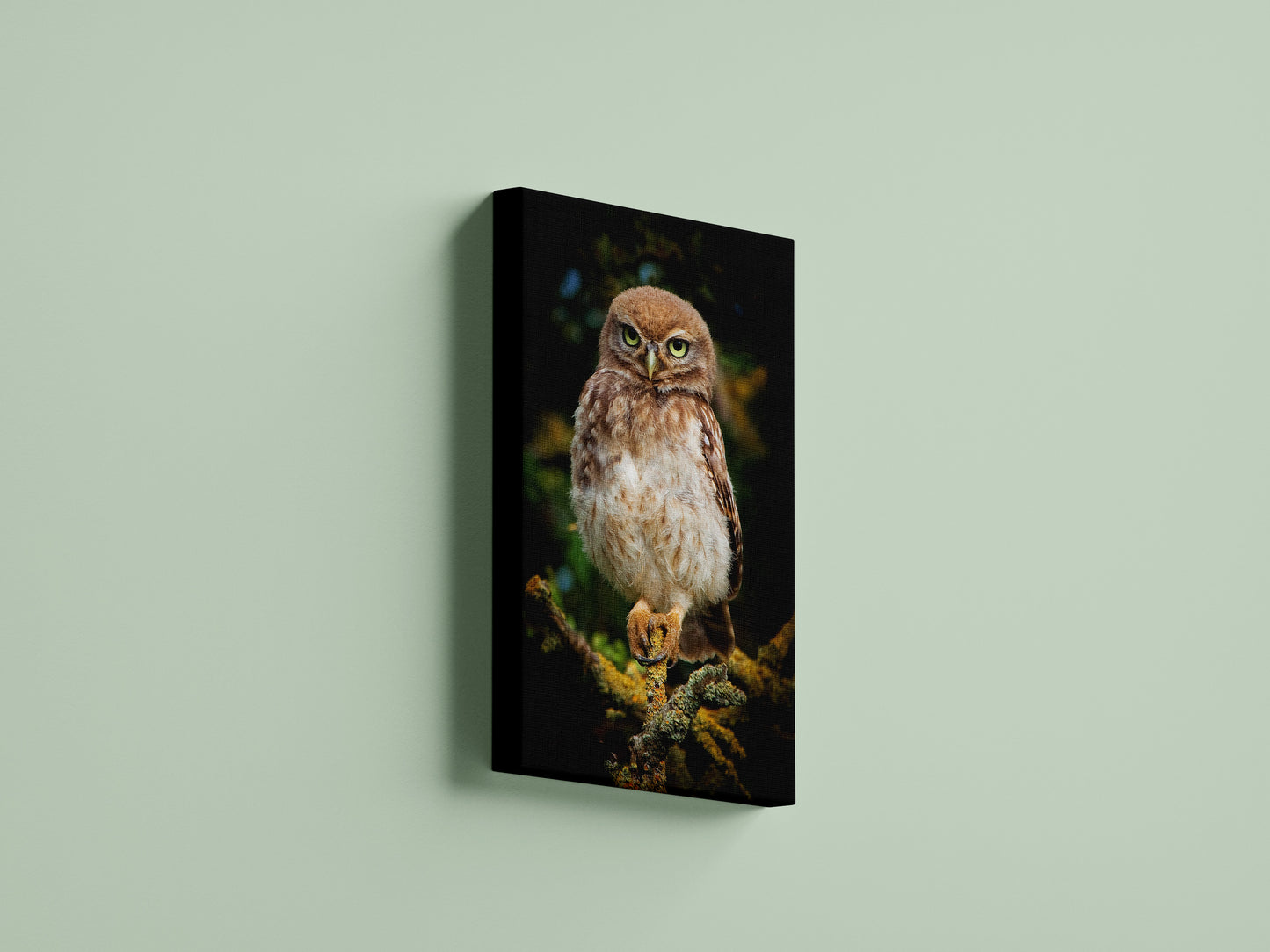 Little Owl