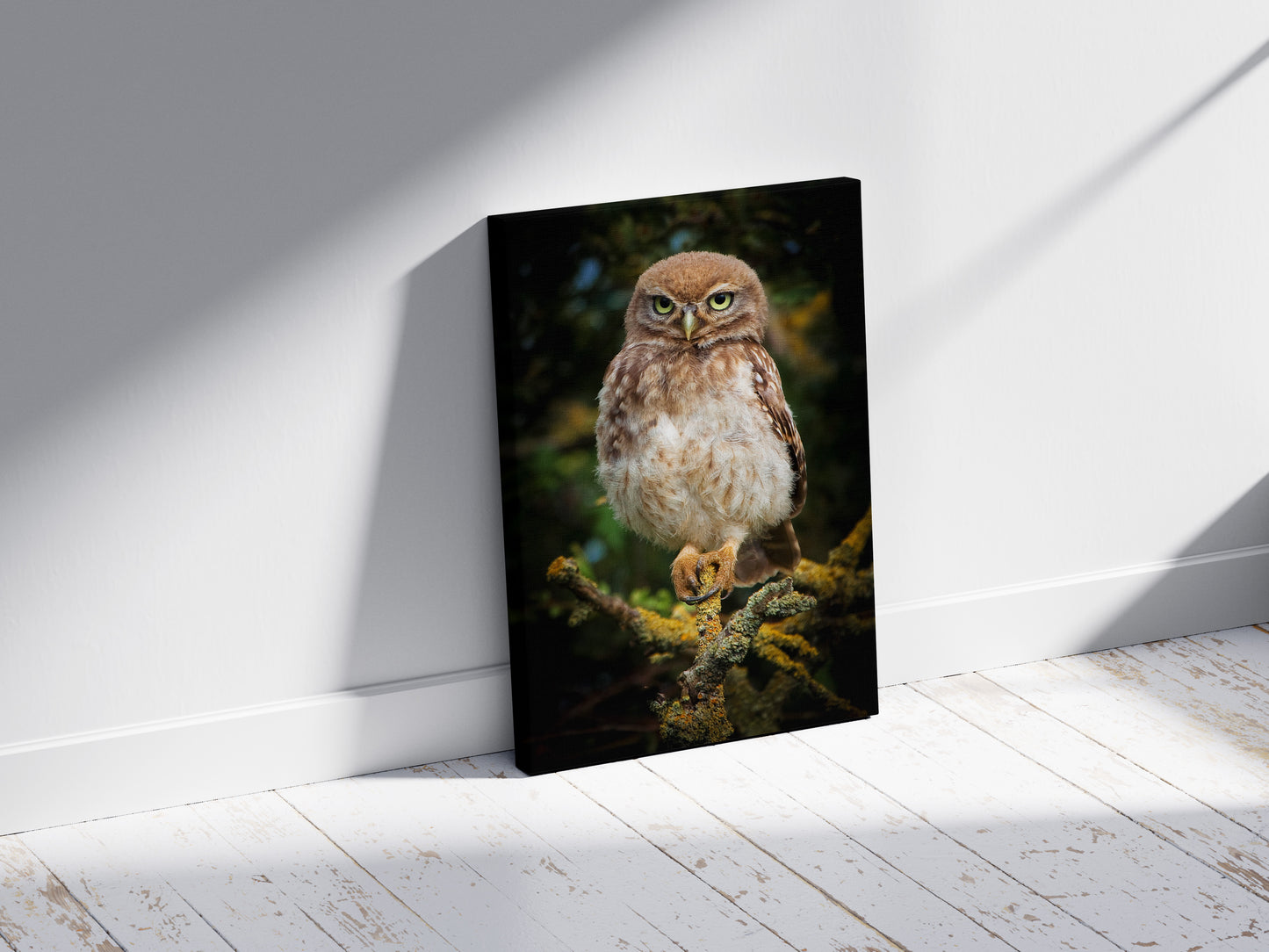Little Owl