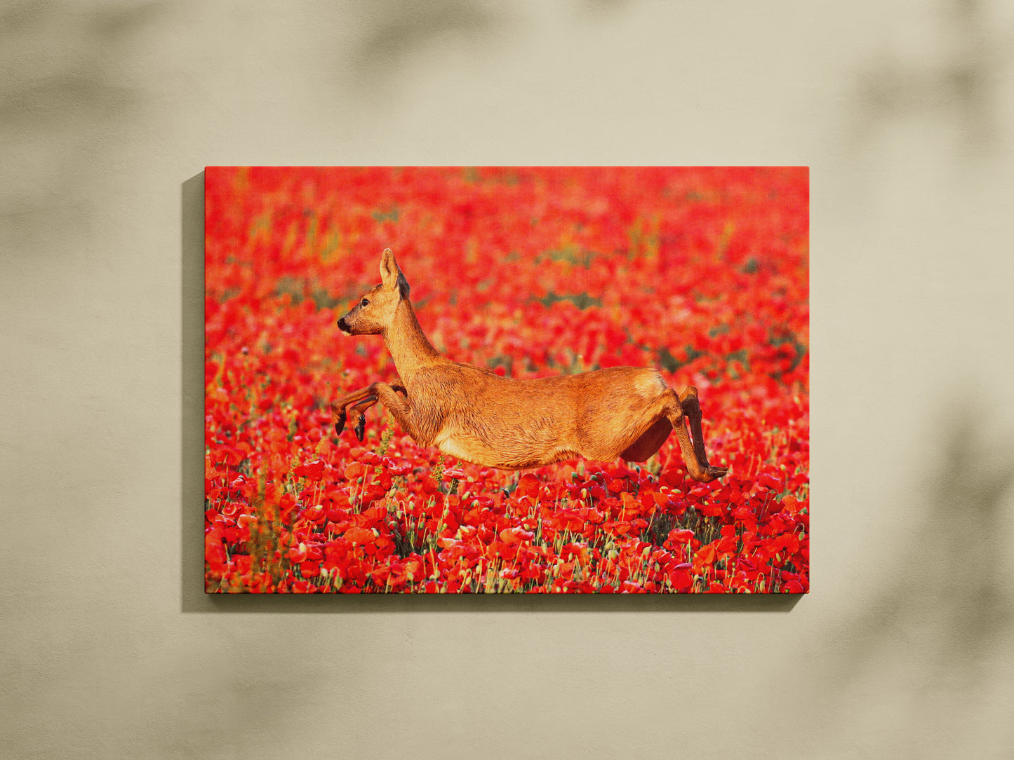Poppy Hopping