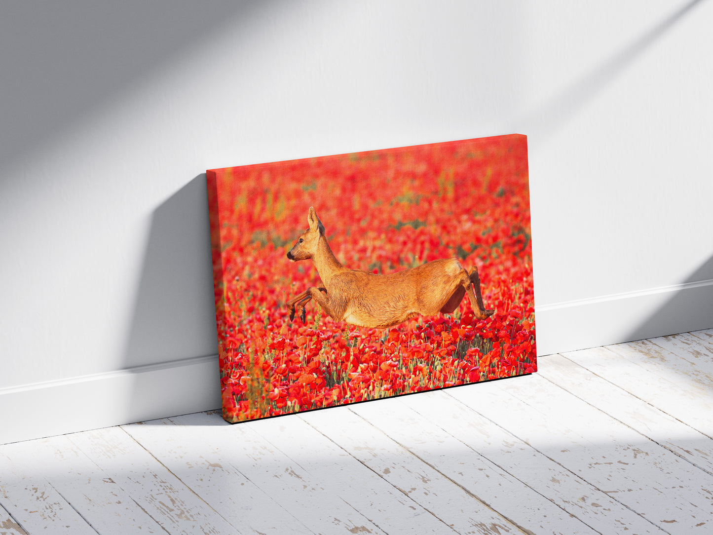 Poppy Hopping