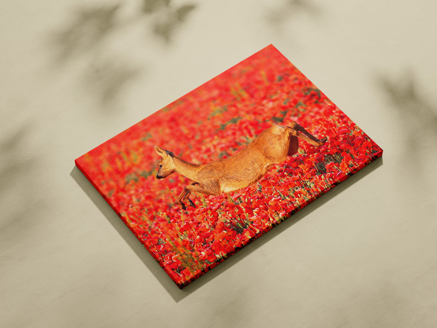 Poppy Hopping